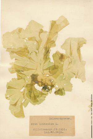 Ulva lactuca2 12.jpg